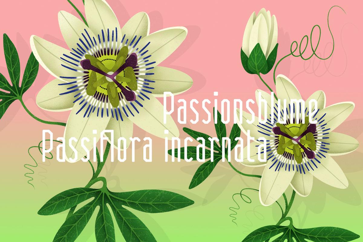 Illustration einer Passionsblume von Rike Hofmann