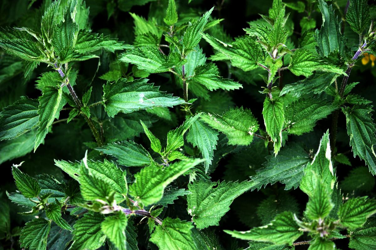 Illustration einer Brennnessel von Rike Hofmann