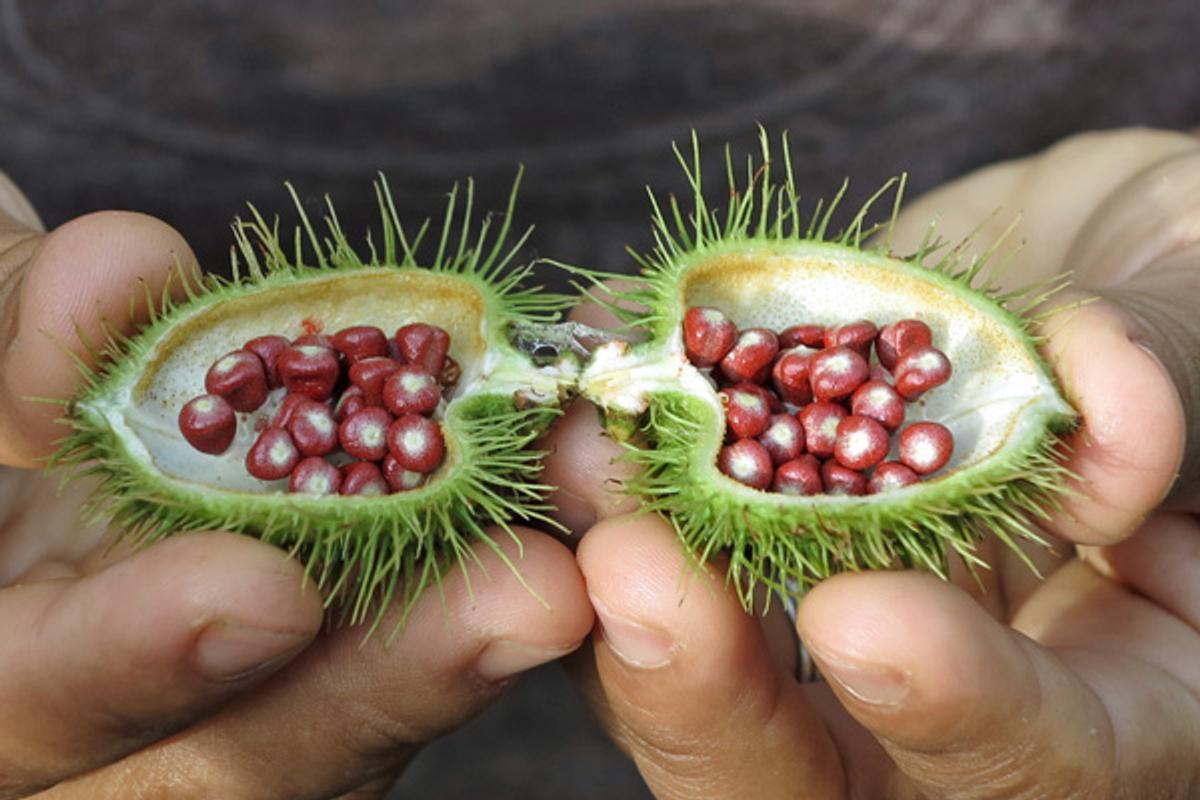 Annatto - Samen des Orleansstrauches