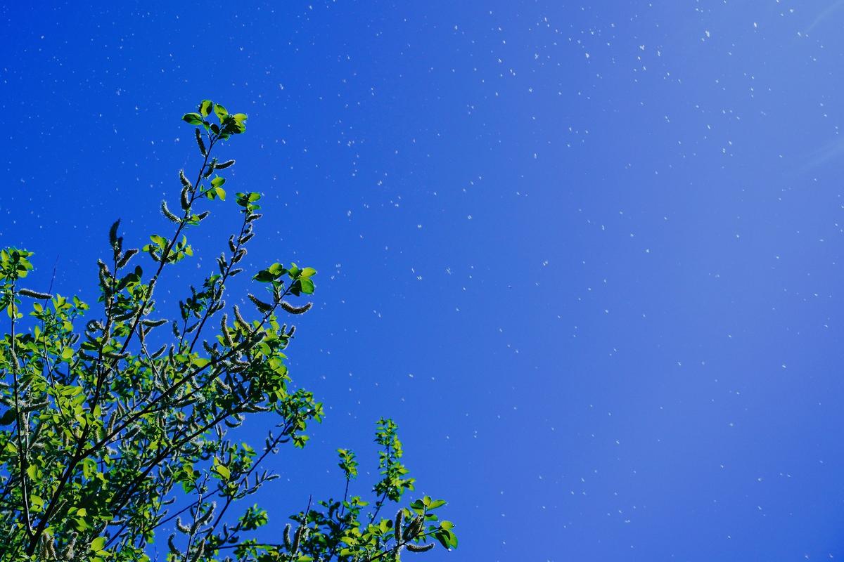 Blick in den blauen Himmel mit Pollenflug von einem Baum mit frischen grünen Blättern