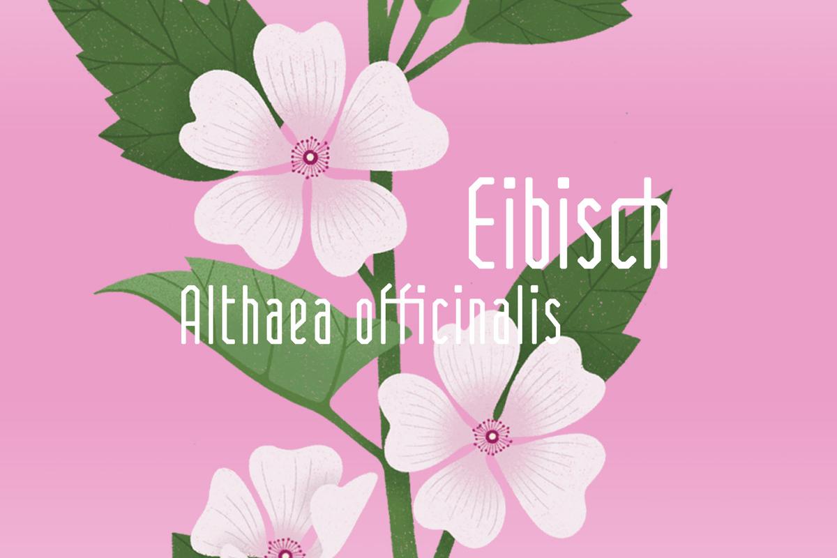 Illustration einer Eibischblüte in rosa von Rike Hofmann