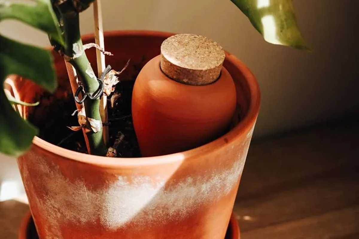 Pepin Olla Bewässerungshilfe aus Terrakotta
