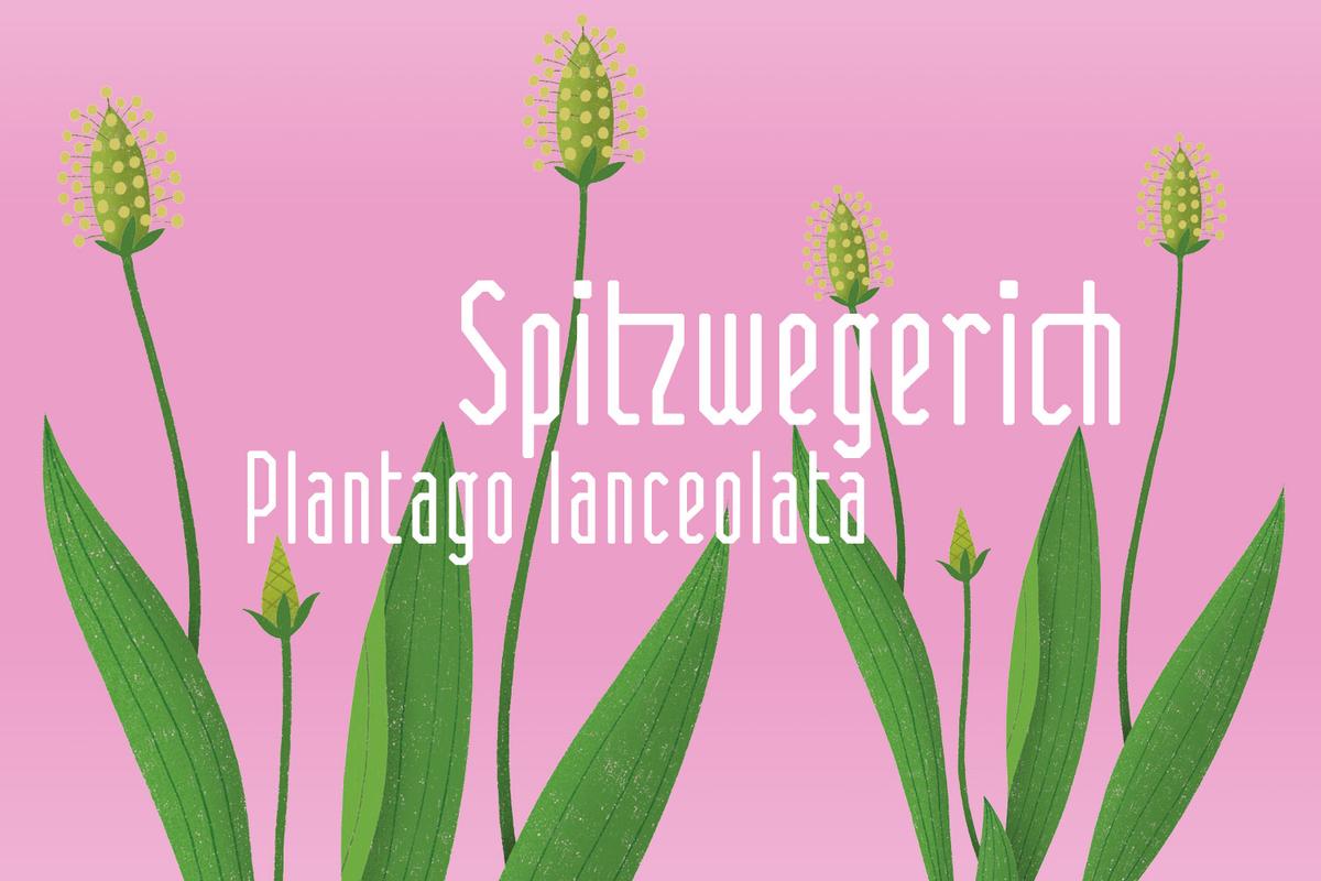 Illustration von Spitzwegerich von Rike Hofmann