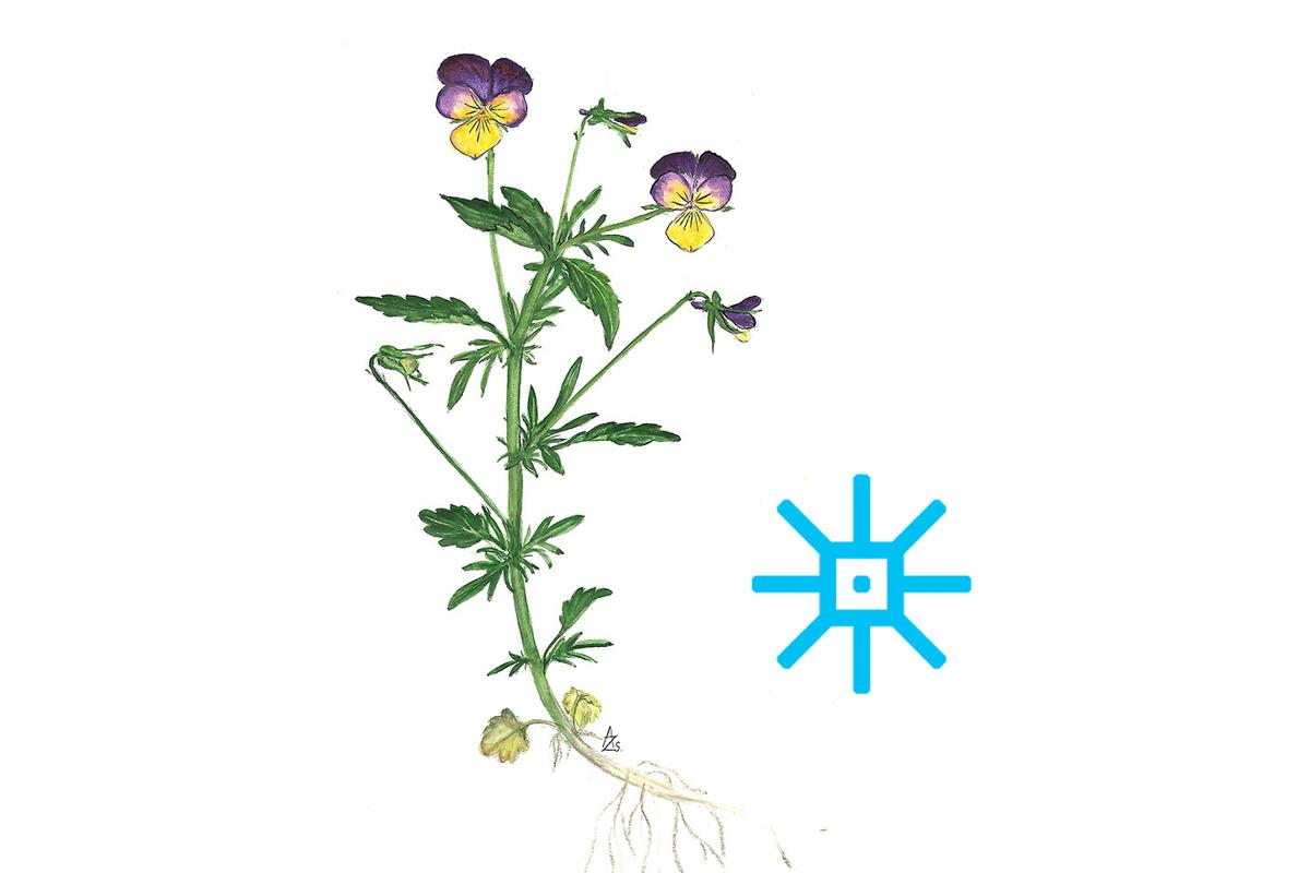 Illustration Wildes Stiefmütterchen - viola tricolor