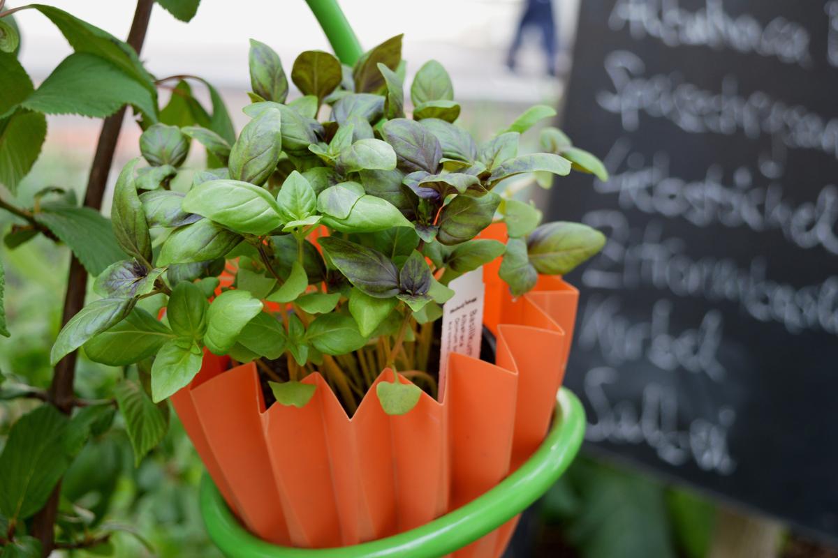 Basilikum-Pflänzchen im Kräutergarten der Marien Apotheke in Wien Mariahilf
