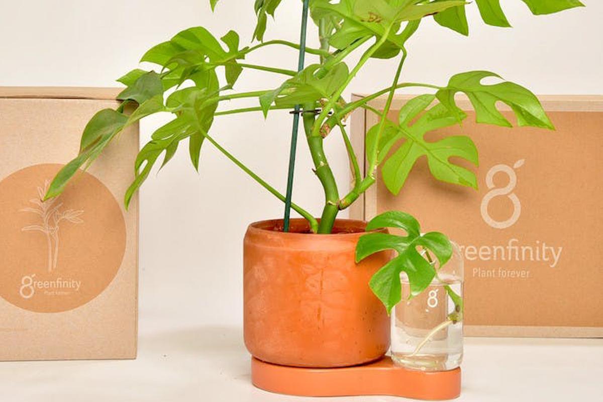 Fensterblatt im Greenfinity-Topf