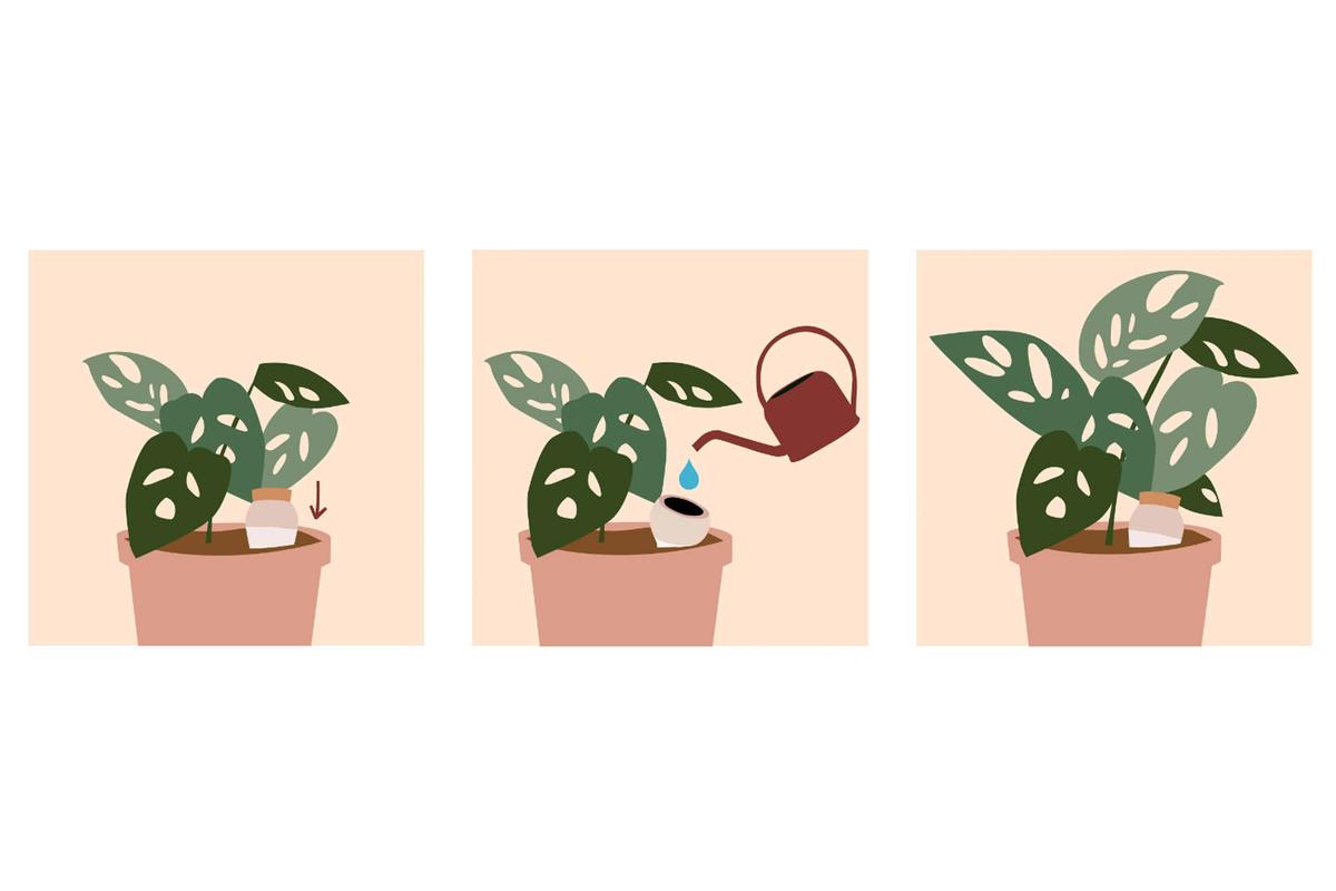 Anleitung, wie man die Bewässerungshilfe OLLA von Pepin richtig benutzt