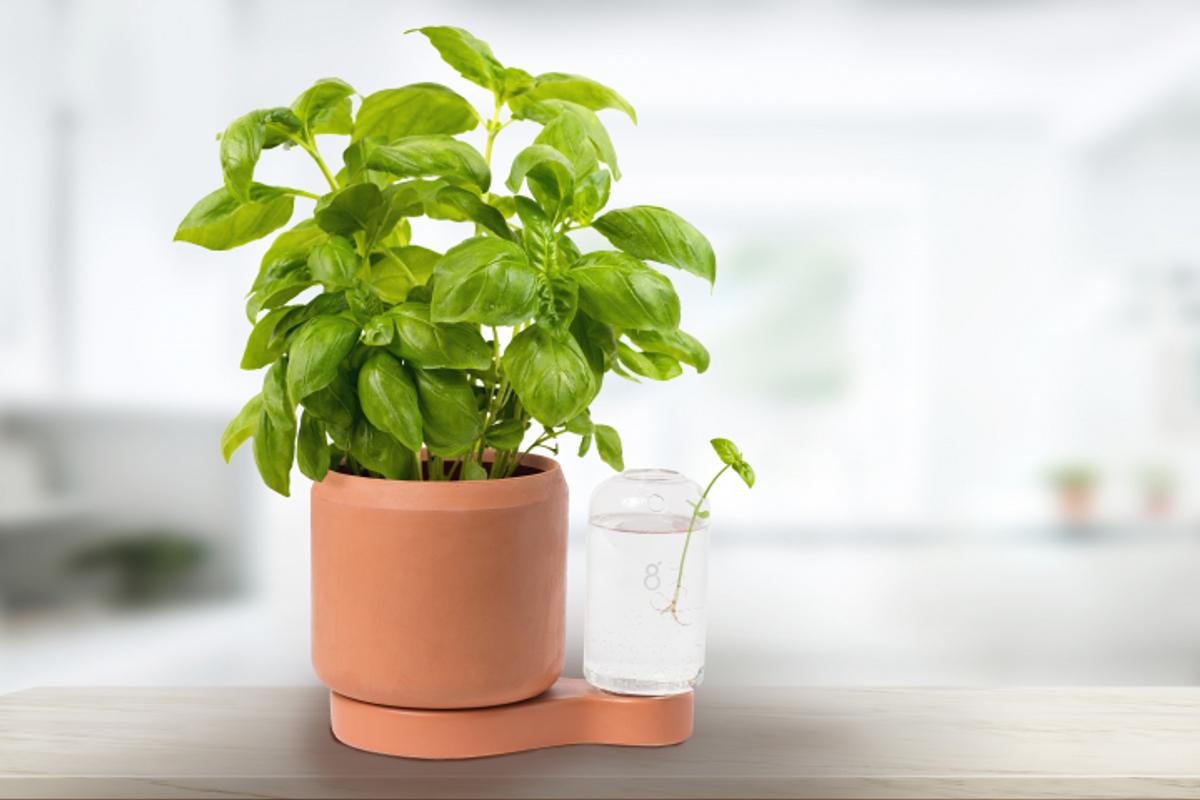 Selbstbewässerungstopf zum Pflanzenvermehren von Greenfinity