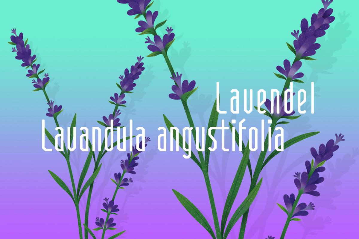 Illustration einer Lavendel-Pflanze von Rike Hofmann