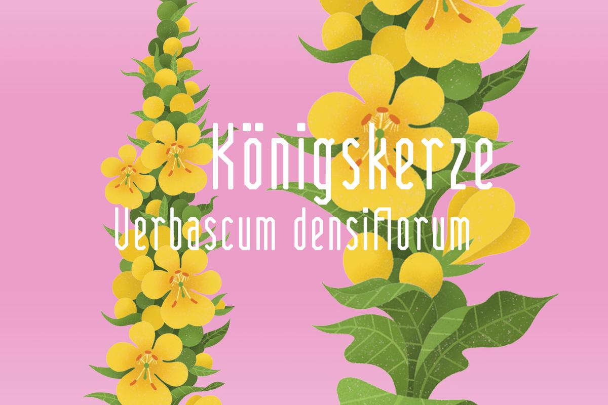 Illustration einer Königskerze von Rike Hofmann