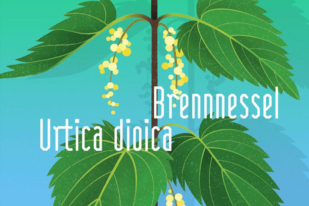 Illustration einer Brennnessel von Rike Hofmann