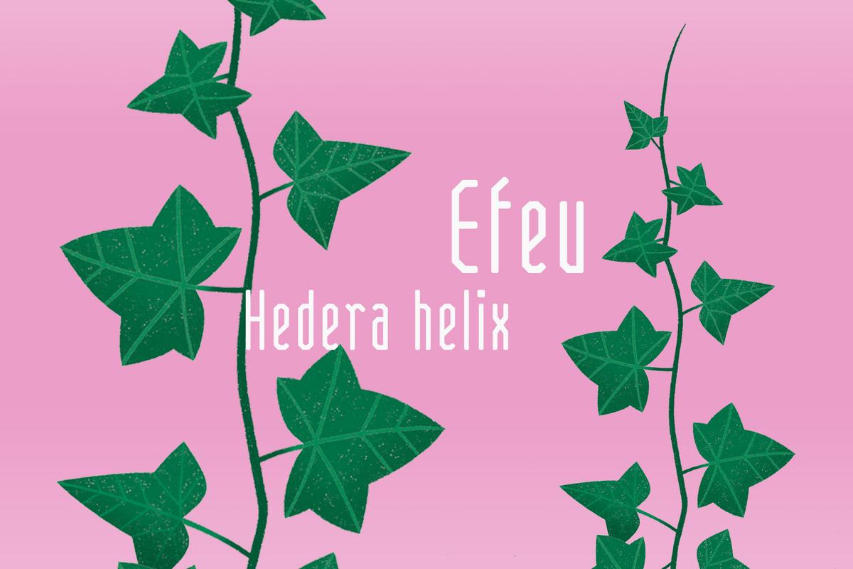 Illustration von Efeublättern von Rike Hofmann