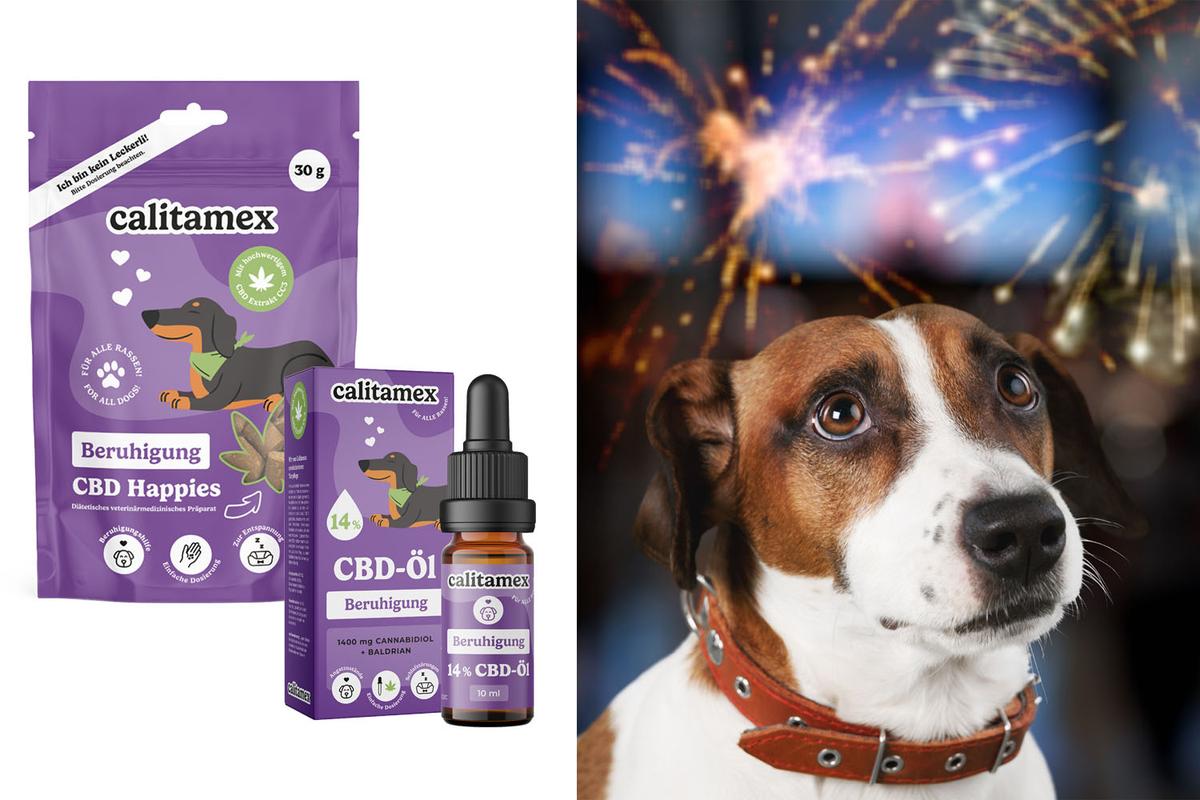Links im Bild sind CBD Happies und Öle von Calitamex, rechts ist ein verängstigter Hund vor einem Feuerwerk zu sehen