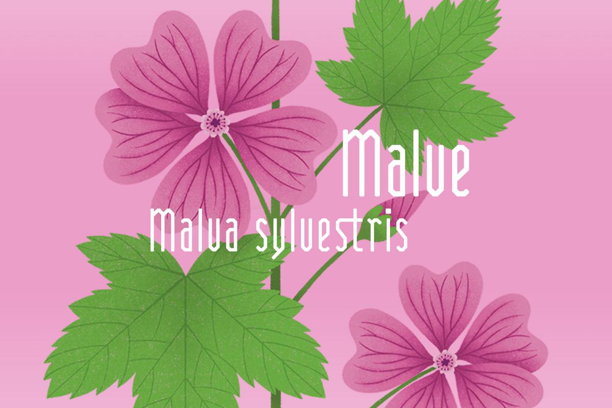 Illustration einer Malvenblüte in rosa von Rike Hofmann